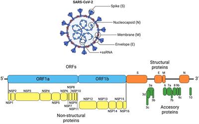 New insights into the pathogenesis of SARS-CoV-2 during and after the COVID-19 pandemic